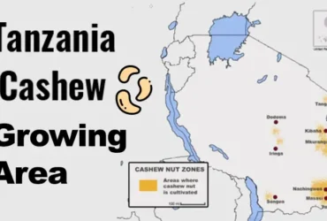 Tanzania Produces 206,718 Tons Raw Cashews 2020/21 Crop