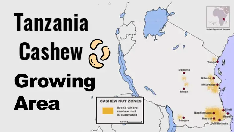 Tanzania Produces 206,718 Tons Raw Cashews 2020/21 Crop