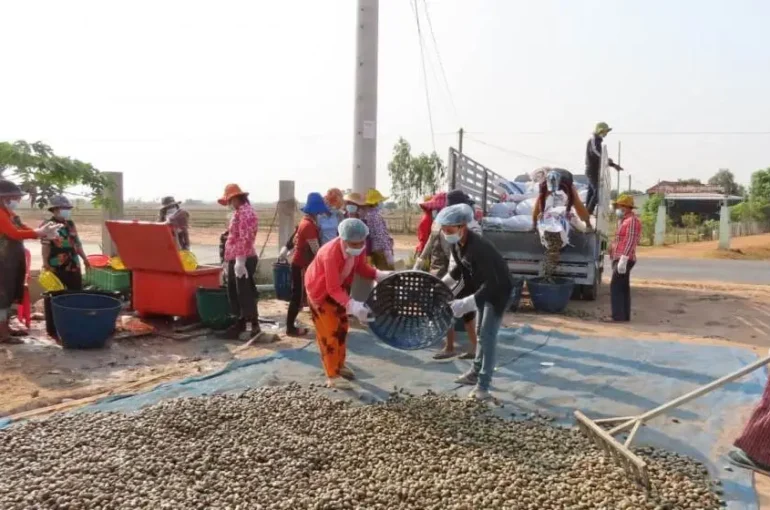 Covid 19 Outbreak: Risk of disrupting Supply Of Cashew nuts