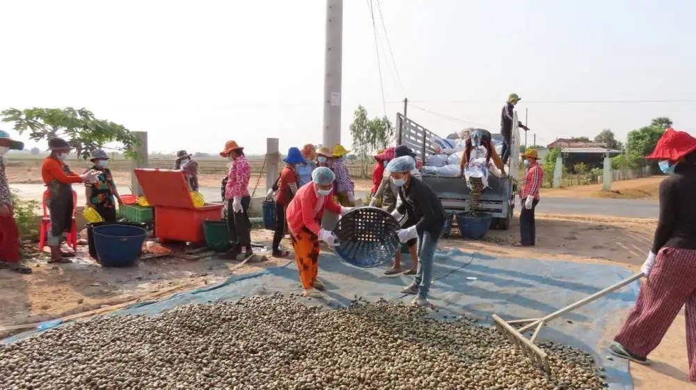 Covid 19 Outbreak: Risk of disrupting Supply Of Cashew nuts