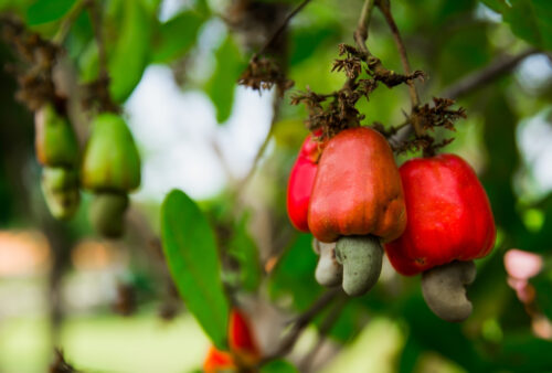 hoangkhaiagri-banner-10